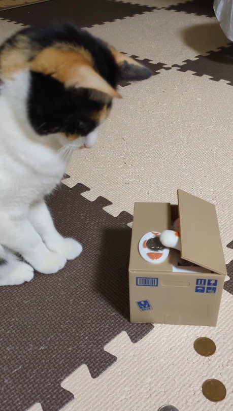 ダンボールから出てきた猫の手に驚いて後ずさる猫