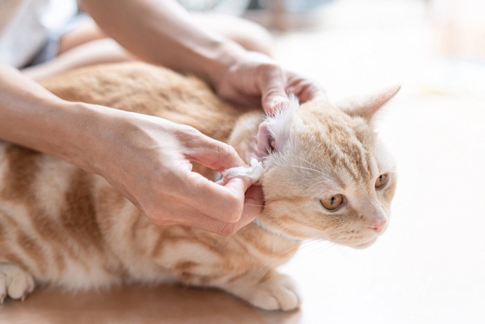 コットンで耳掃除される猫