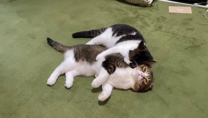息子猫に抱きつかれるパパ猫