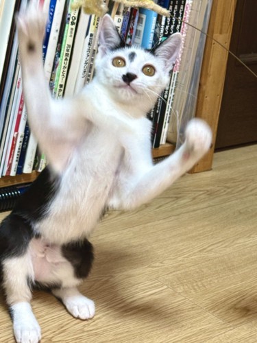 おもちゃで遊ぶ猫
