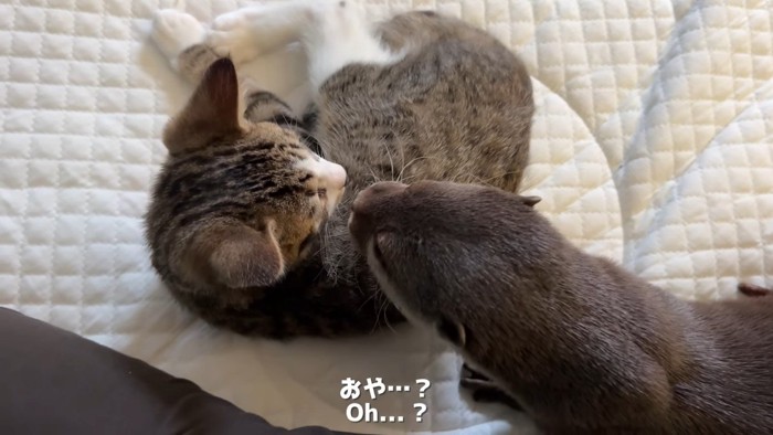 至近距離