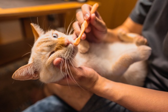 猫の歯磨き