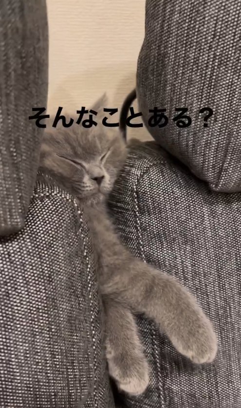 ソファの背もたれの間に挟まっている猫(斜め横)