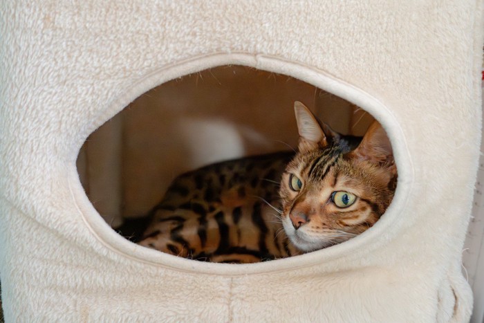 ペットハウスに入る猫