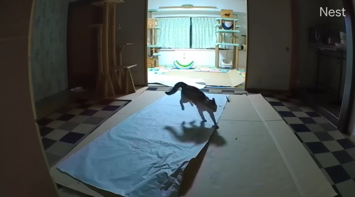 飛び跳ねる猫