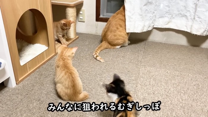 成猫の後ろにいる子猫たち