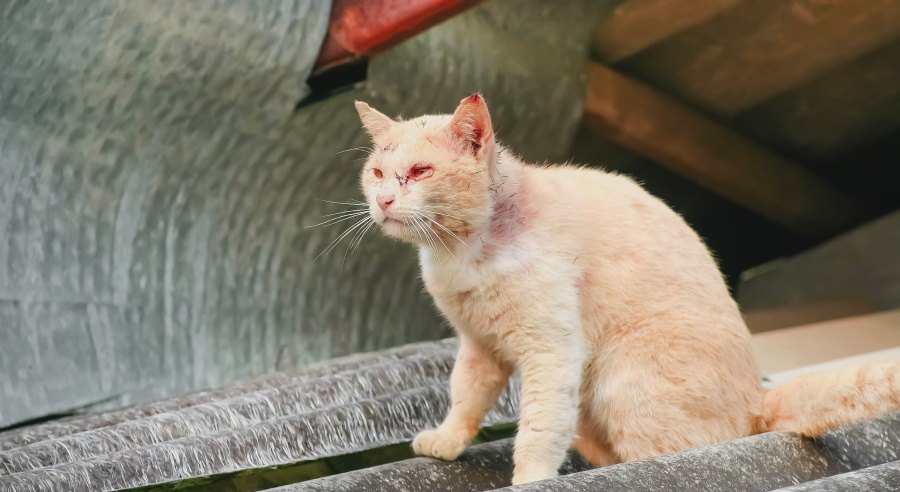 病気を抱える野良猫