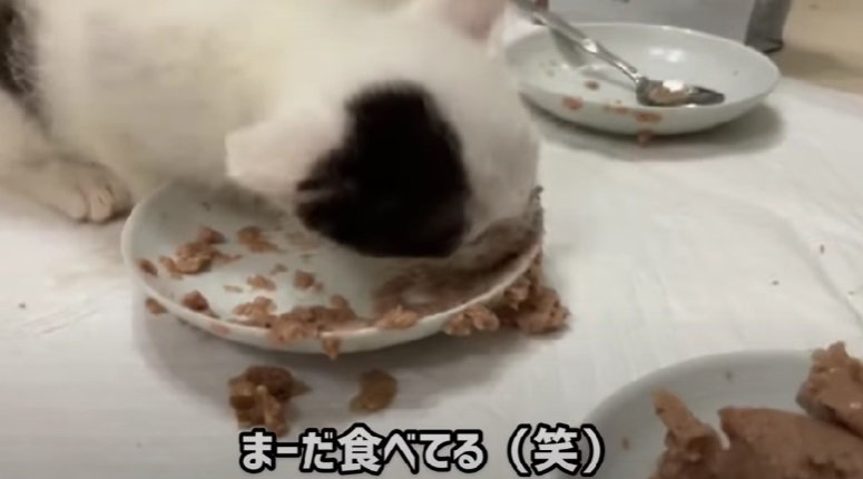 誰よりもたくさん食べる子猫