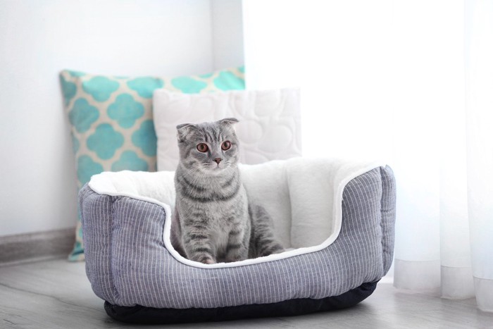 ベッドに入る猫