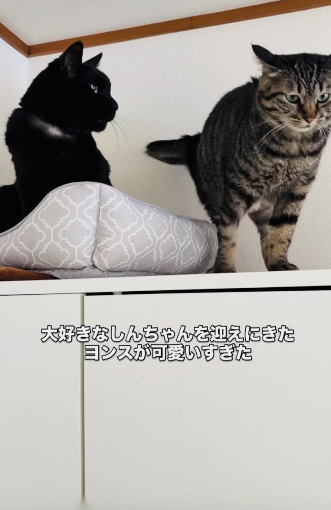 黒猫から目を逸らすキジトラ猫
