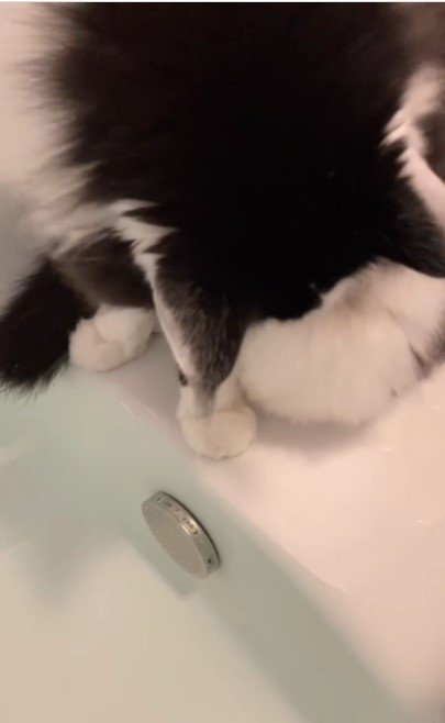 毛づくろいをする猫%%毛づくろいをする余裕も