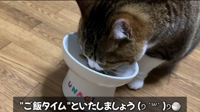 ご飯を食べる猫