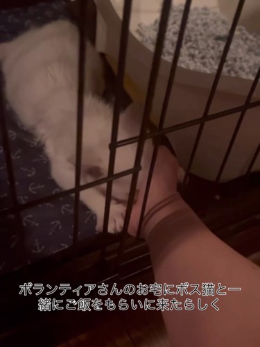 人の手に顔を埋める子猫