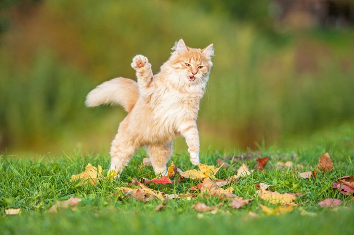 立ち上がって片手を上げている猫