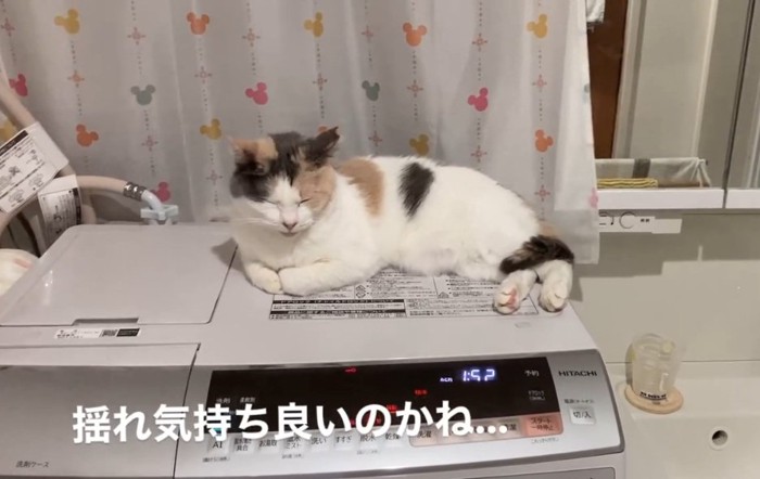 洗濯機の上でくつろぐむぎちゃん