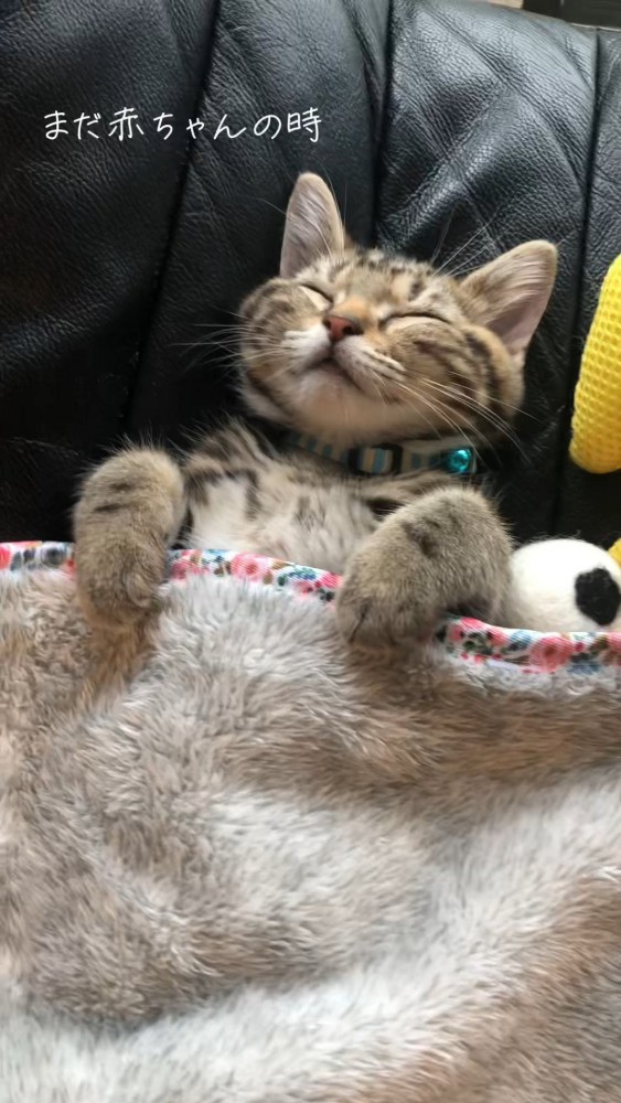 布団で眠る猫さん