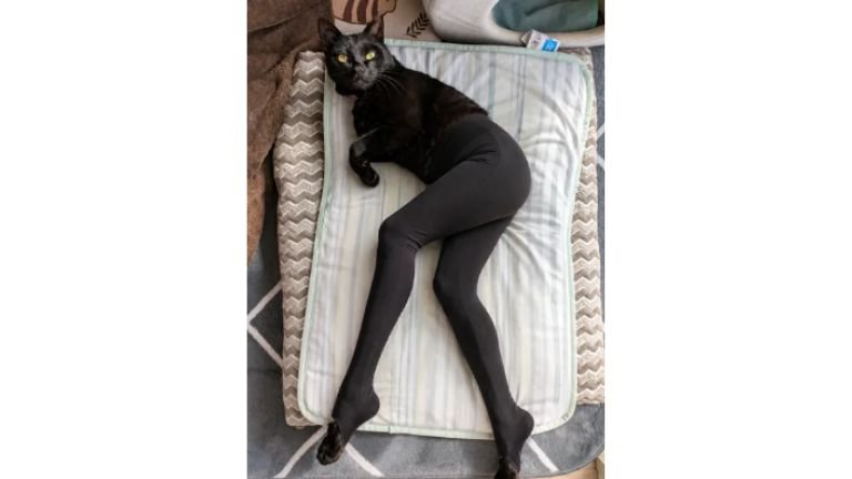 AI加工されたねこ