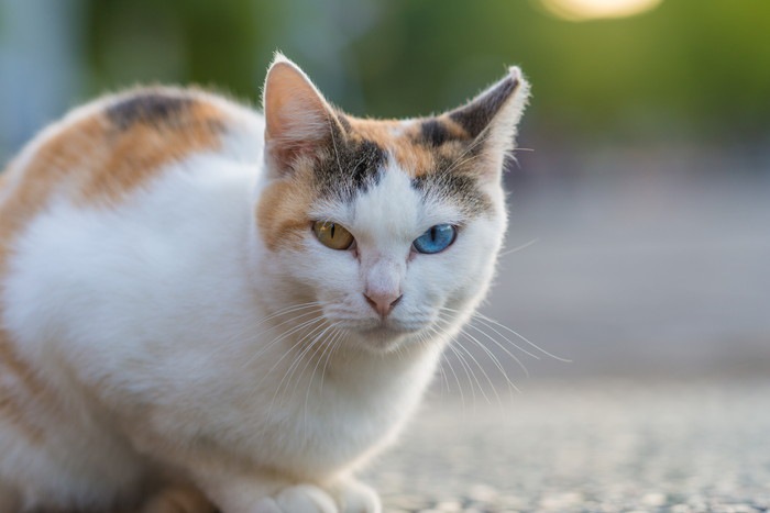 オッドアイの三毛猫