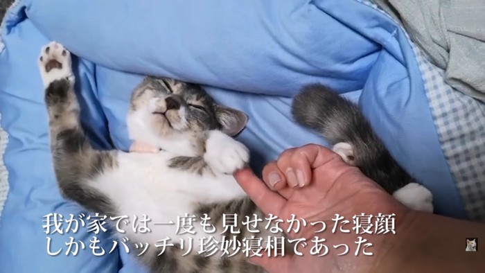 仰向けで眠るモナちゃん