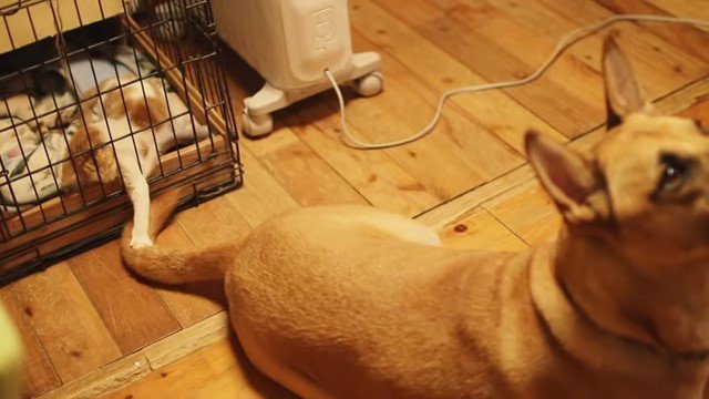 ケージの中から犬の尻尾に触る子猫