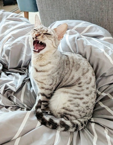あくびする猫