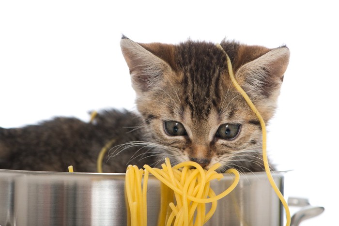 鍋に入った猫とパスタ