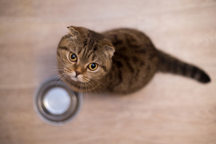 猫と空の食器