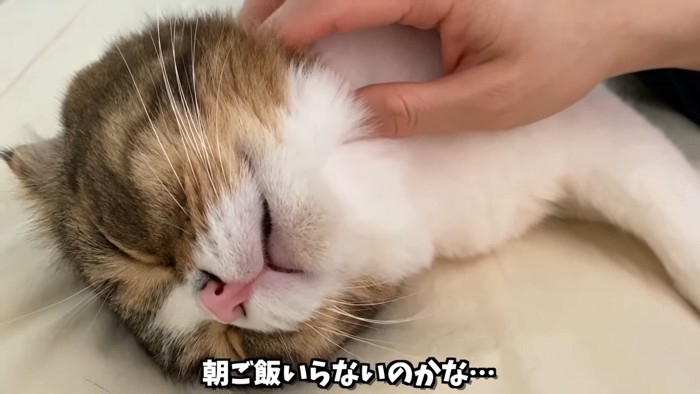 猫の口元のアップ