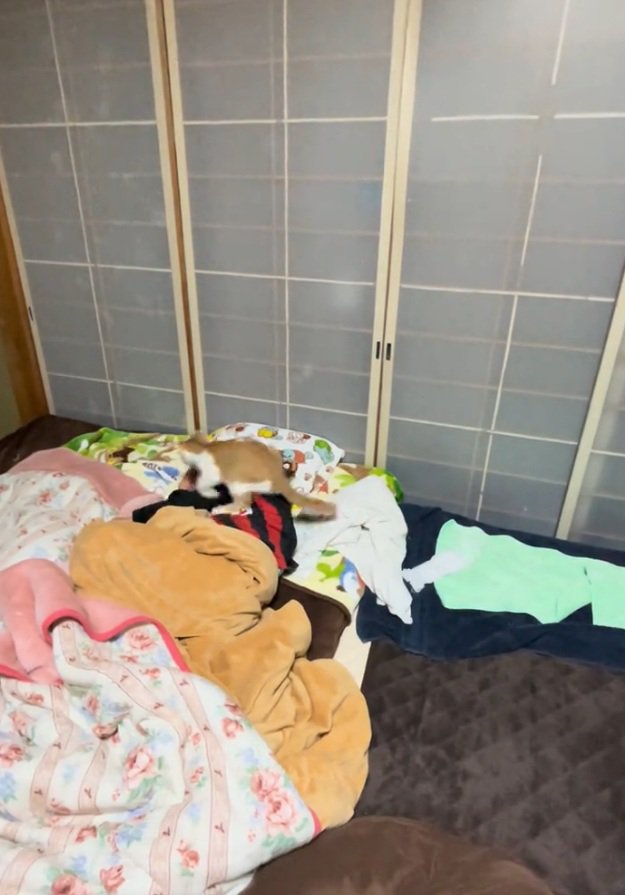 飛ぶ猫