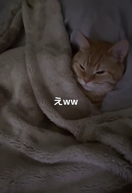 布団に入った猫