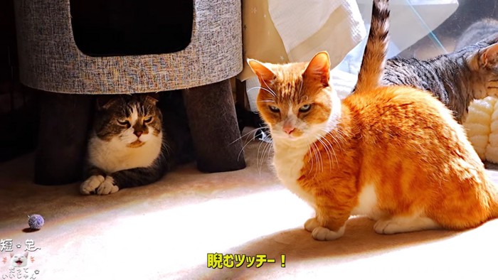 座る茶白猫とハウスの下にいる猫