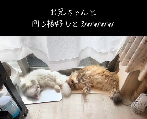 一緒のポーズで寝ている2匹のミヌエット猫