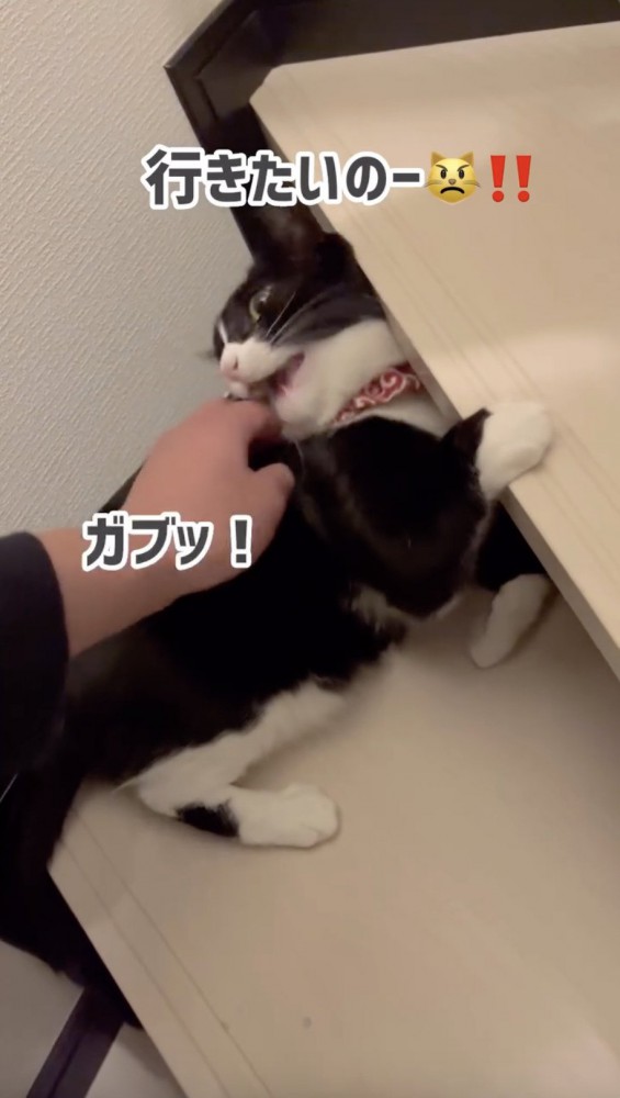 パパの手を噛む猫