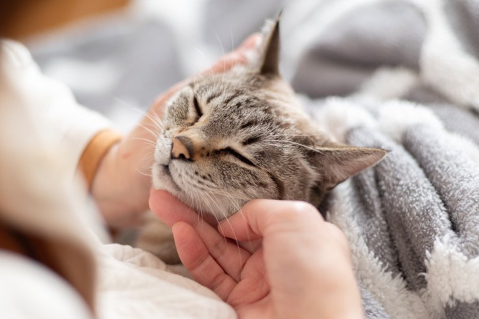 猫を撫でる飼い主