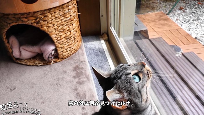 見上げる猫の顔