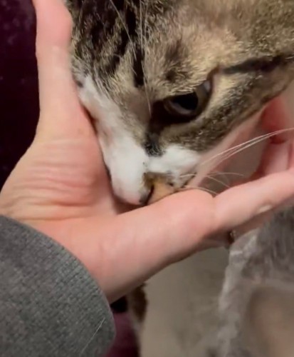 おやつを食べる猫