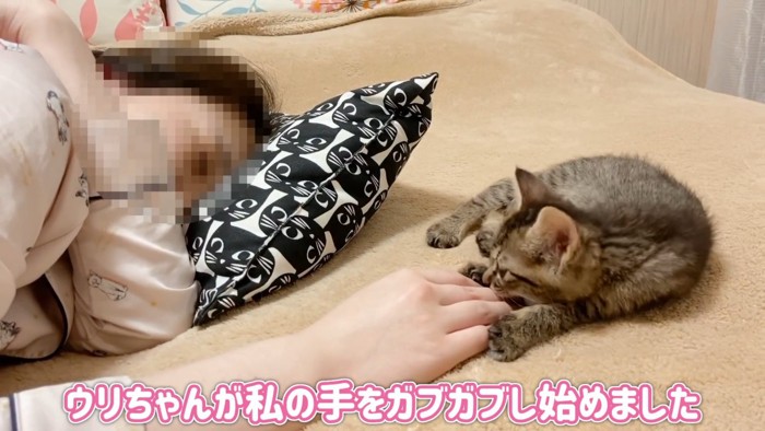 人の指を噛む子猫