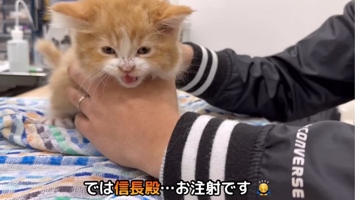 押さえられる子猫