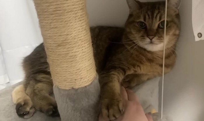 飼い主の手に前足を重ね得意そうな顔をする猫