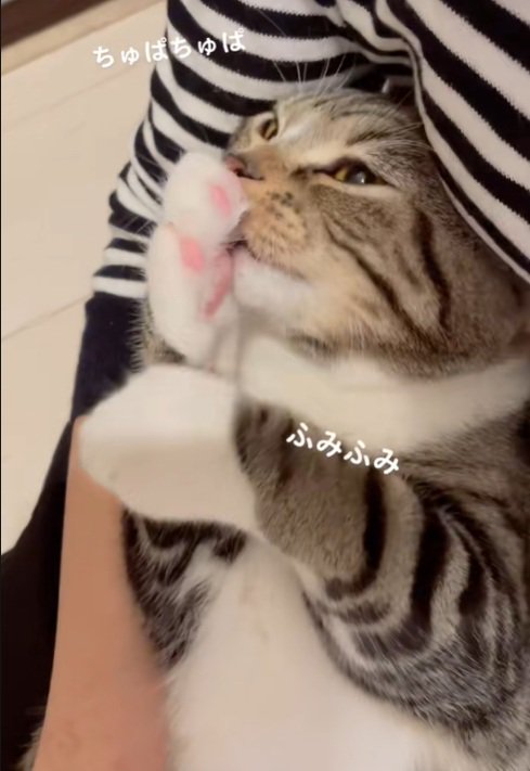 手を噛む猫