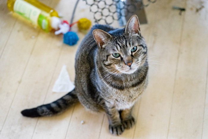 訴えかける猫