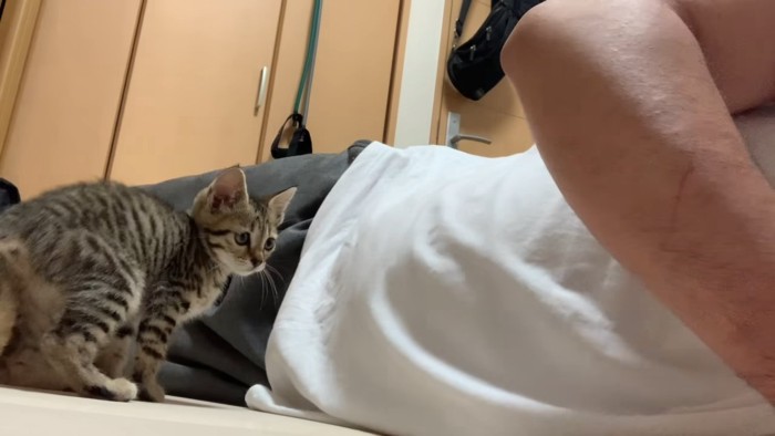 人の隣に座る子猫