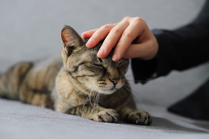 頭をなでられる猫