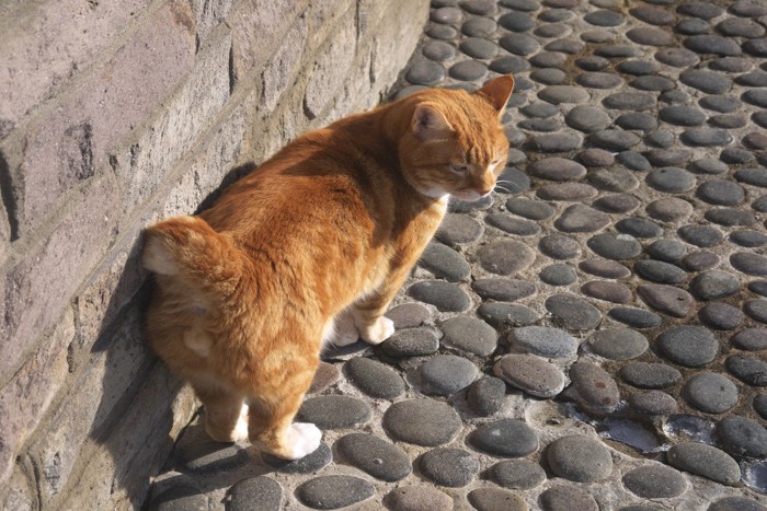 かぎしっぽの猫