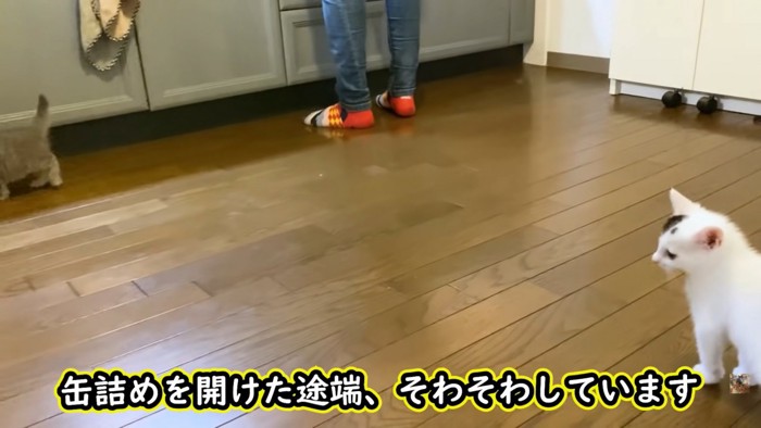 テロップ「缶詰を開けた途端～」