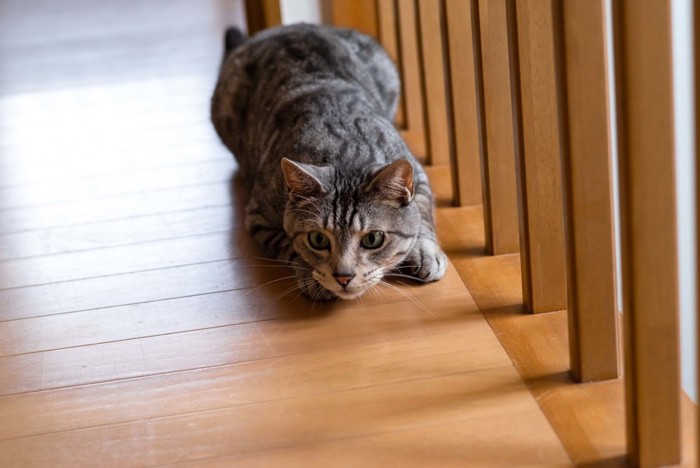 姿勢を低くする猫