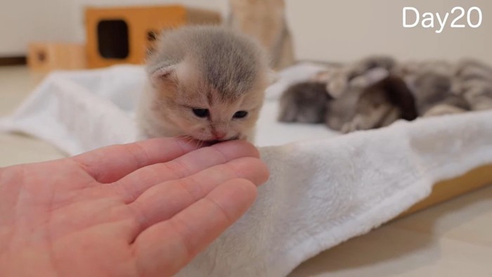 手の上に顔をつけて