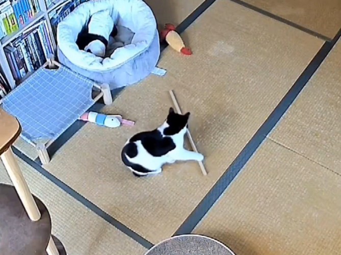 部屋の中で遊ぶ白黒猫