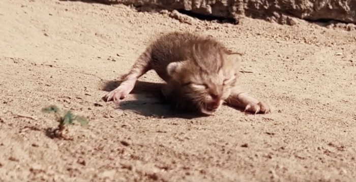 地面に生まれたての子猫