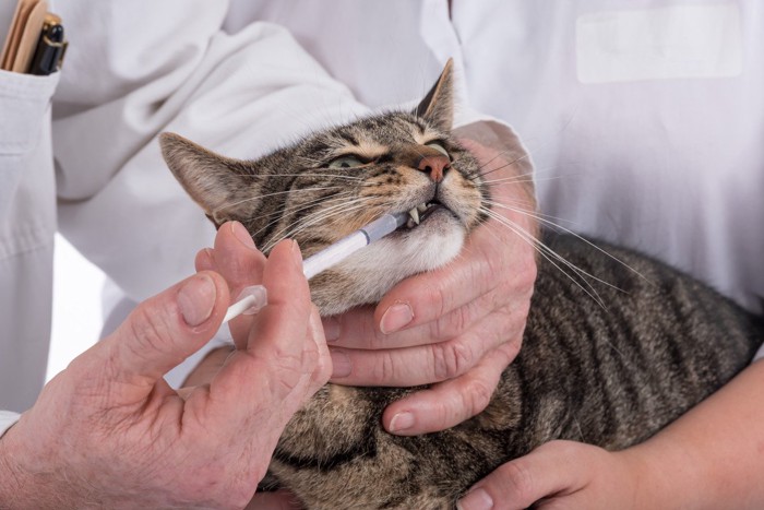 シリンジで薬を飲む猫